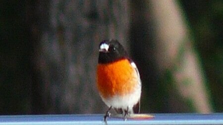 Bird life abounds ... in the case a lovely Scarlet Robin